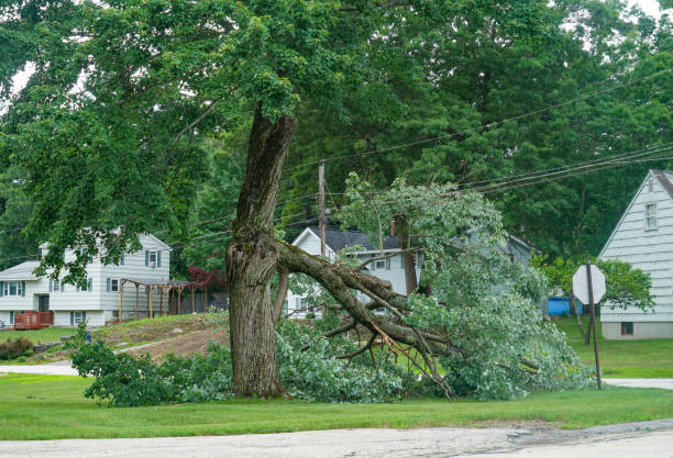 How Our Tree Care Process Works  in  Richland, PA