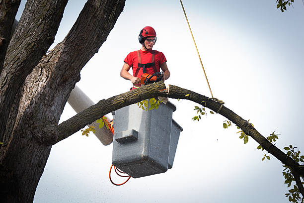 Reliable Richland, PA Tree Services Solutions